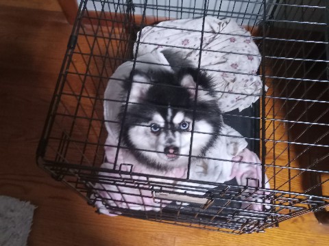 Pomsky – Female Pomsky – Connellsville