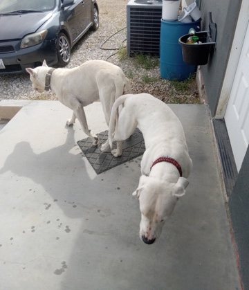 Dogo Argentino – rehome me