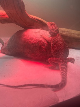 1 year old bearded dragon