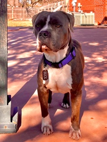 American Pit Bull Terrier – this is buck, buck needs a new home.