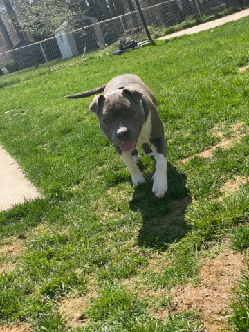American Pit Bull Terrier – blue pitbull