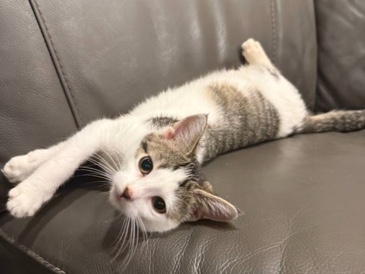 Turkish Angora – Angora kittens – Miami