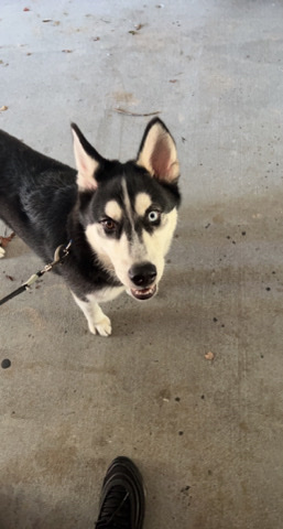 Siberian Husky – 7month old husky named Dash