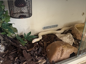 King Snake – albino king snake with yellow stripes – Spalding