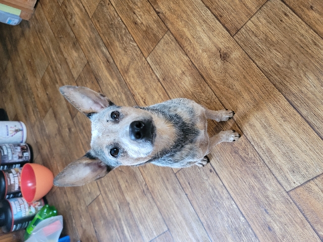 Australian Cattle Dog – Blue Heeler