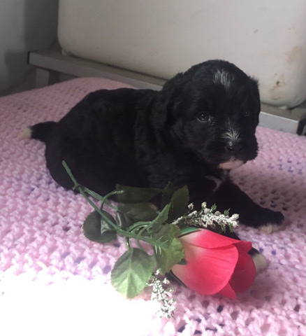 Willow—Bernedoodle