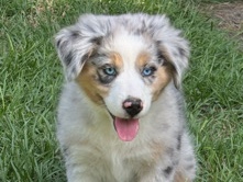 Miniature Australian Shepherd – Miniature Australian Shepherds – Rockdale