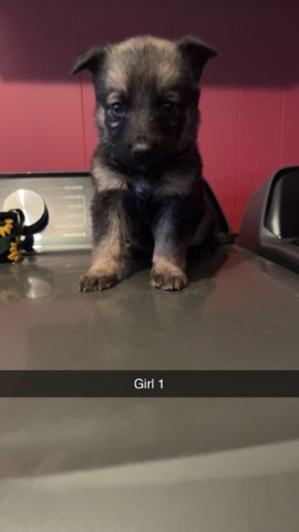 German Shepherd – German shepherd puppies