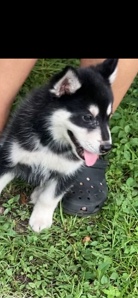 Husky pure breed need him gone know