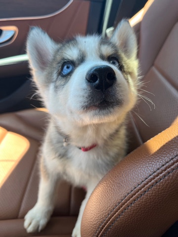 Siberian Husky – Siberian Husky