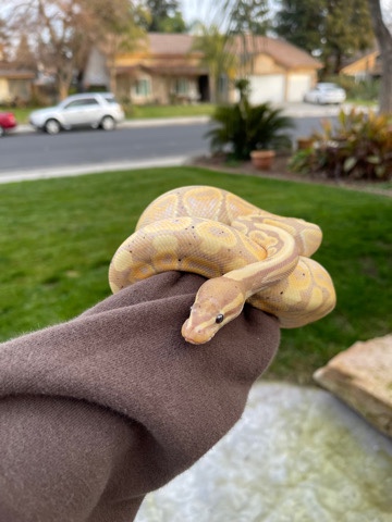 Banana Ball Python