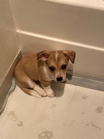 Chihuahua – 6 week old Chihuahua dog for sale