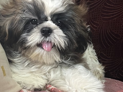 Shih Tzu – Shih Tzu – Ahmedabad