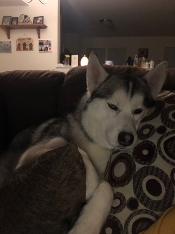Siberian Husky – Free Husky
