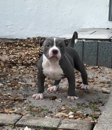 Toy Bulldog – Pocket bully puppy