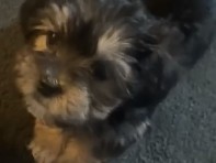 Buy Yorkshire Terrier 5 puppies for sale 3 boys 2 girls in Waldorf