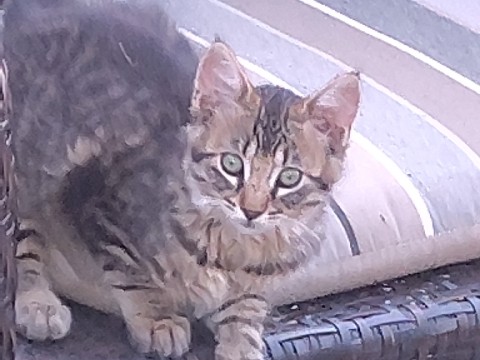 Friendly 10-Month-Old Cat for Rehoming in Roseville – Roseville