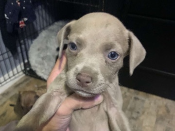 American Pit Bull Terrier – Labrador Retriever American Pitbull terrier mix – Winter Garden