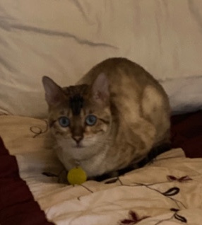 Bengal – male bengal for sale