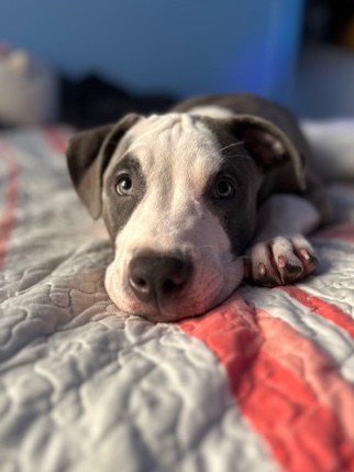 American Bulldog – One Beautiful Blue Eye XL Bulldog (Need gone Asap)
