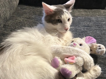 Turkish Van – MEET YUKI! – Los Angeles