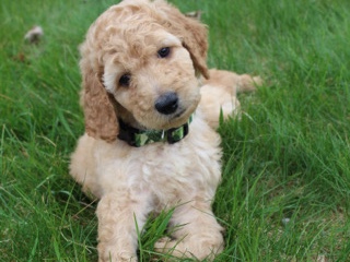 Poodle – Bruno Goldendoodle FB1 – Poughkeepsie