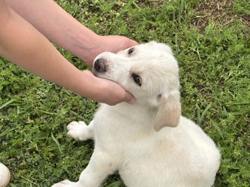 Mixed Breed – rehoming puppy – Corsicana