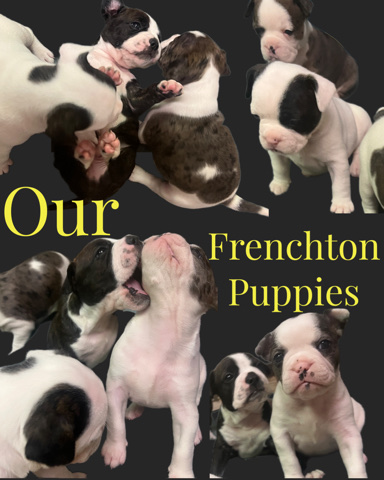 French Bulldog – adorable Frenchton puppies