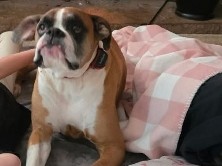Boxer – free boxer to a good home! – Williamston