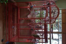 Amazon Parrot – Cuban Amazon for Sale/Adoption, Amazon