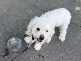 Poodle – friendly and trained. – Sandy Springs