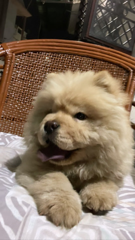 Chow Chow – Chow Chow