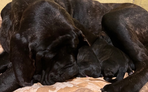 Cane Corso – cane corso/ mastiff puppies available