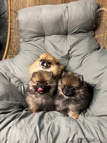 Pomeranian – 2 females XL small tea cup size Pomeranian