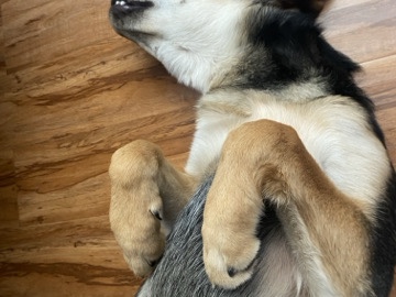 German Shepherd – Friendly 8-Month-Old German Shepherd – Las Vegas – Las Vegas
