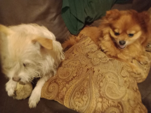 Pomeranian – Three nine week old baby boy puppies for sale