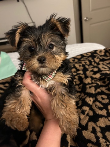 Yorkshire Terrier – teacup Yorkie’s 🎄