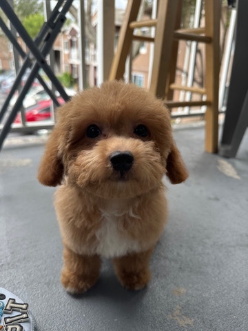 Ollie Maltipoo