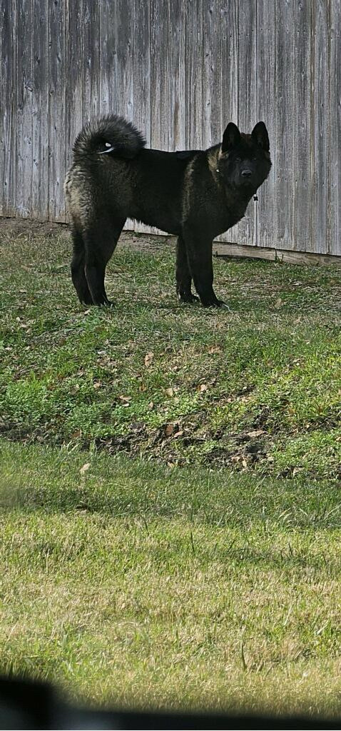 Akita – American Akita
