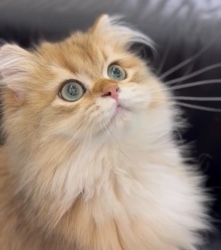 British Longhair – celine