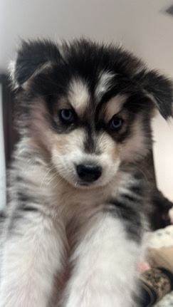 Siberian Husky – Siberian husky