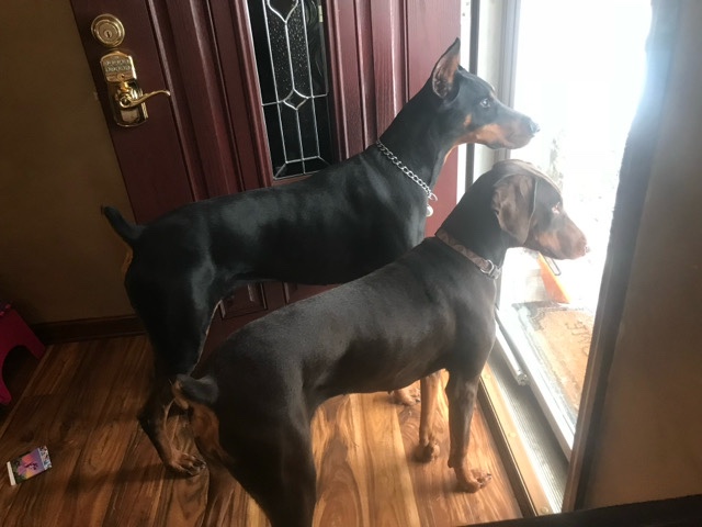 Doberman Pinscher puppies