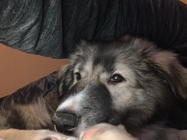 Siberian Husky – German Shepherd/Husky mix