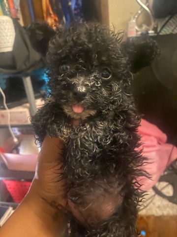Bichon poodle