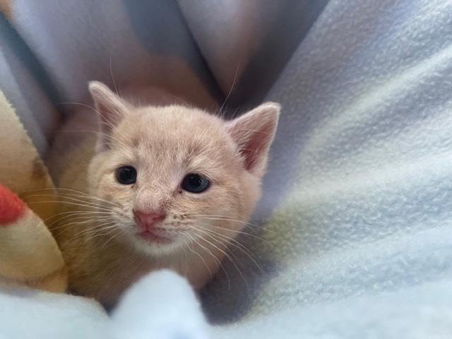 kitten