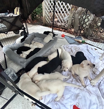 Labrador Dutch Shepherd Lutch Puppies