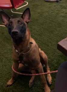 Belgian Shepherd Dog (Malinois) – Belgian shepherd