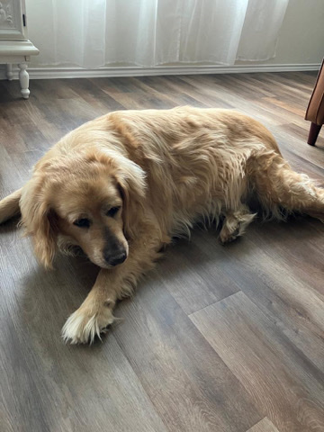 Golden Retriever – Rehome