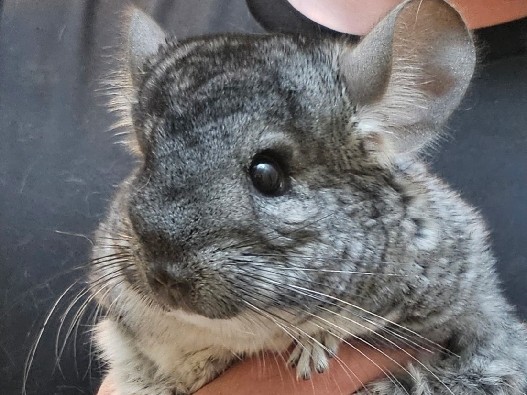 Chinchilla – Young Male Chinchilla for sale – Chester