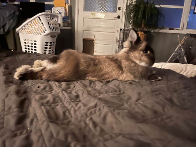 netherland dwarf buck 